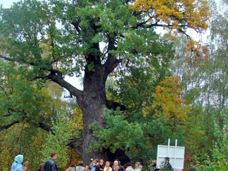 Дуб пугачева в марий эл фото