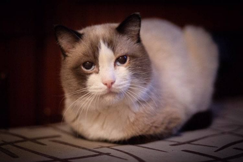Самого старого кота в России попросили похоронить по мусульманским обычаям
