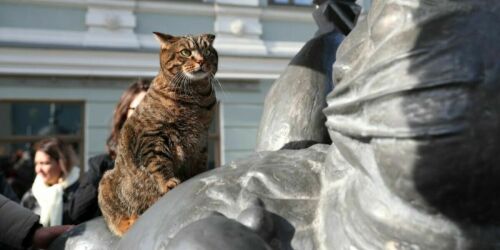 «Судьба Кота казанского»: зарабатываем на бренде, пока городские коты умирают по подвалам