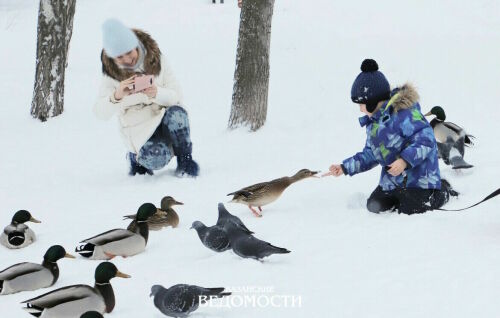 Чем кормить птиц в городе зимой?