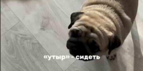 «Сидеть» по-татарски: жительница Казани научила собаку командам на татарском языке