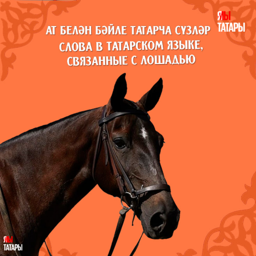Как татары называют коней? Ответ в наших карточках!