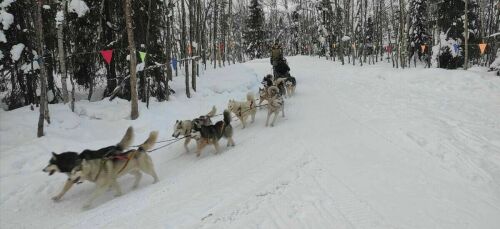 Северное сияние, гонки на хаски, пальмы в тундре: репортаж с края света